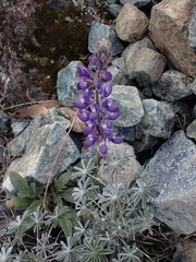 Lupinus albifrons collinus