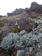 Lupinus albifrons collinus