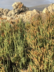 Salicornia littorea