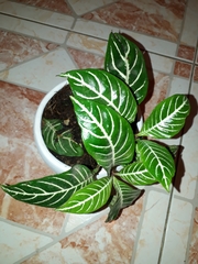 Aphelandra squarrosa