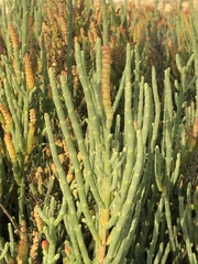 Salicornia littorea