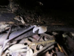Mycena chlorophos