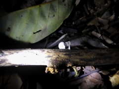 Mycena chlorophos