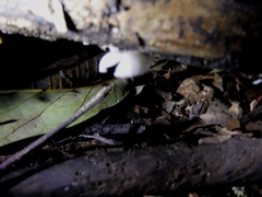 Mycena chlorophos
