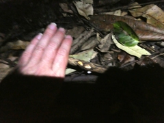 Mycena chlorophos
