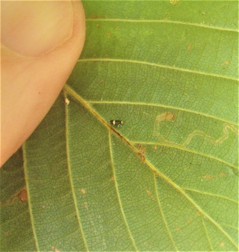 Hazel Leafminer Moth