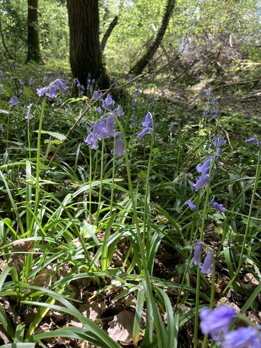 bluebell
