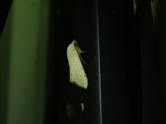 Xanthodes amata