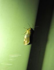 Acontia thapsina