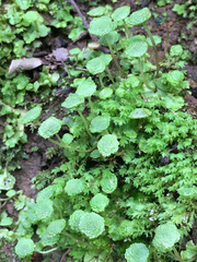 Cryptomitrium tenerum