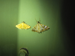 Agrioglypta itysalis