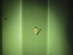 Autocharis hedyphaes