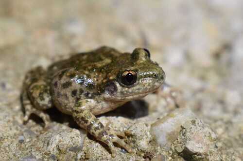 Catalonian Midwife Toad, photo 6 of 10