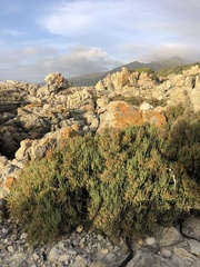 Salicornia littorea