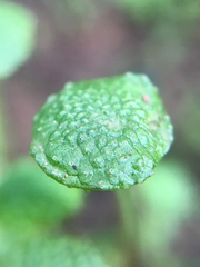 Cryptomitrium tenerum