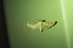 Cotachena hicana