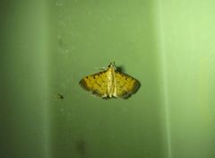 Herpetogramma hipponalis
