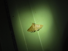 Hypospila dochmotoma