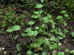 Cryptomitrium tenerum