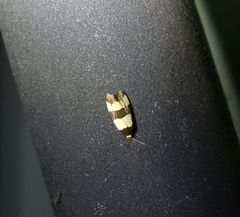 Micrapatetis orthozona