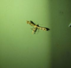 Nippoptilia cinctipedalis