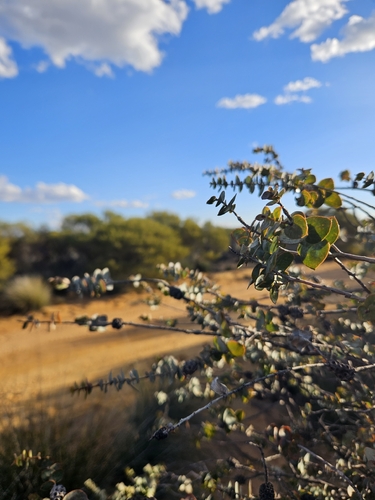Melaleuca cordata observed 2026-04-14