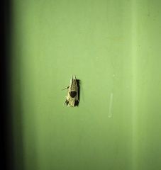 Helcystogramma hibisci