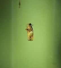 Ophiorrhabda phaeosigma