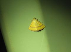 Raparna crocophara