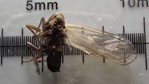 Paraliburnia adela