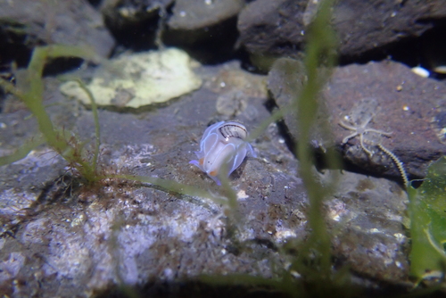 Hydatina zonata observed 2026-04-10