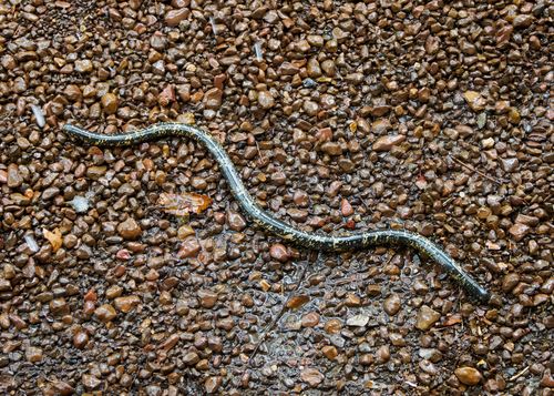 Photo of a Blotched Blind Snake (Afrotyphlops congestus)