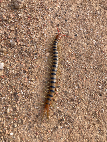 Red-headed Centipede