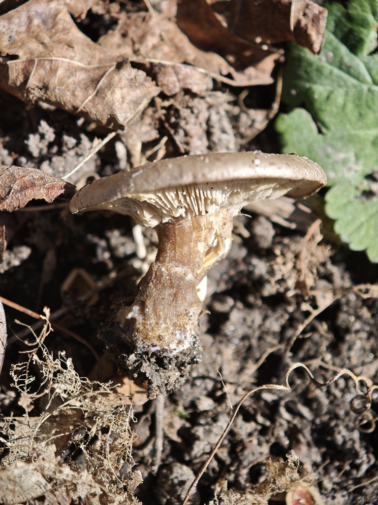 Melanoleuca brevipes