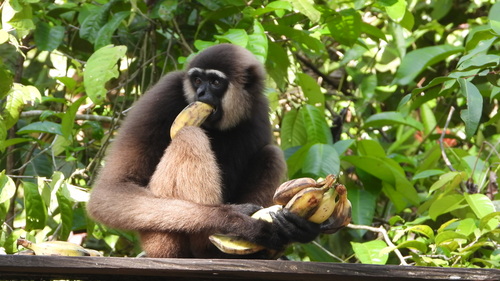 Bornean White-bearded Gibbon