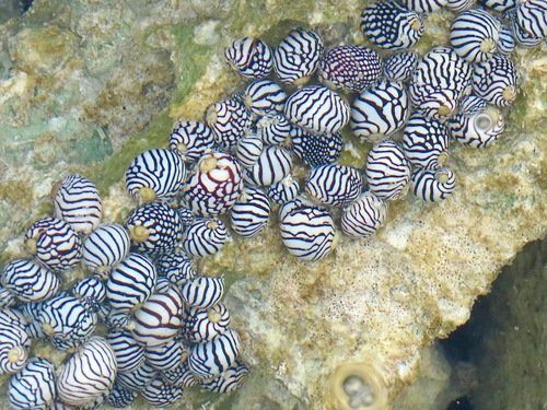 Zebra Nerite