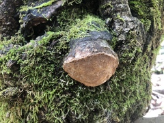 Phellinopsis conchata