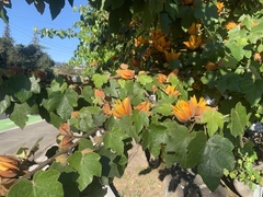 Chiranthodendreae