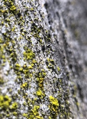 Mycocalicium subtile
