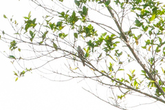 Chrysococcyx minutillus