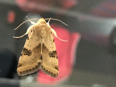 Heliothis