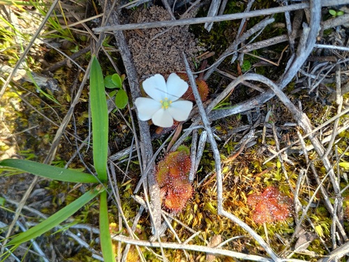 Drosera aberrans (Drosera aberrans)