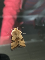 Heliothis