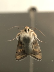 Heliothis