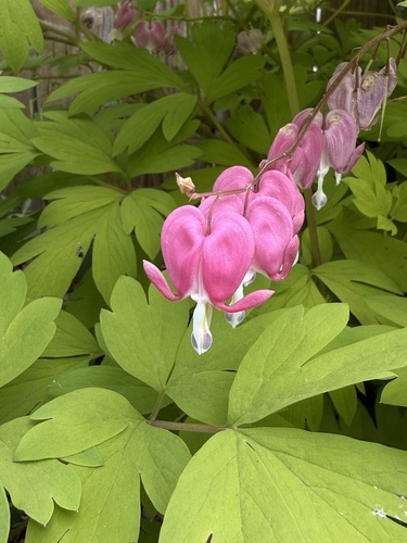 Lamprocapnos spectabilis