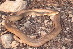 Neotropical Whip Snake photo 3