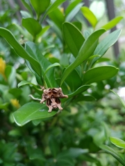 Buxus liukiuensis