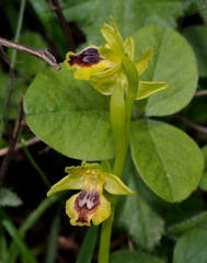 Ophrys lutea galilaea