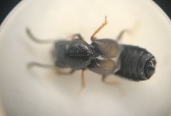 Platystethus