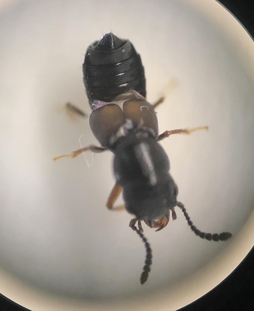Platystethus cornutus